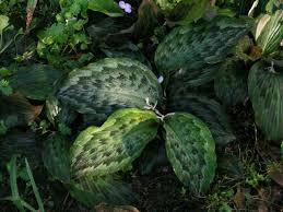 Image result for Kaempferia