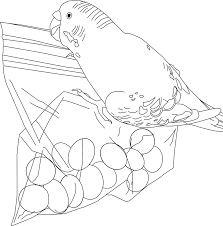 Parakeet Coloring Pages Best Coloring Pages For Kids In 2020 Bird Coloring Pages Coloring Pages Love Coloring Pages