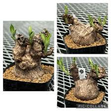 Image result for Euphorbia platyrrhiza