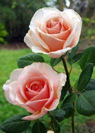 Long Stemmed Rose Hybrid Tea Shirley S Rose 175mm Pot Dawsons Garden World Hybrid Tea Roses Flowers Tea Roses