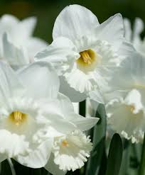 Pin On Trumpet Daffodils