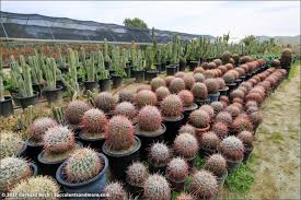 Desert hot springs, ca residents, houses, and apartments details. Sunland Cactus Nursery