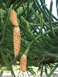 Image result for Araucaria columnaris