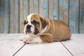 There are 1697 english bulldog puppy for sale on etsy, and they cost $12.31 on average. Victorian Bulldog Is This The Best Bulldog Perfect Dog Breeds