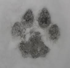 After teaching the animals and their noises, sit each student in a different part of the classroom and assign them as different animals (to make it clearer you can give. Animal Tracks Unit Study For Elementary Age Students Wehavekids Family