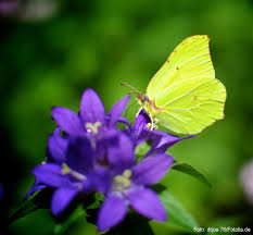 Heimische Pflanzen Fur Den Garten Pflanzen Garten Pflanzen Mein Schones Land
