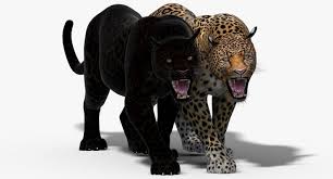 3d Panther Leopard Cat Animation Panther Leopard Leopard Cat Animation