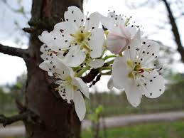 Their main purpose is to add color and accent. Flowering Fruit Trees Spring Sad Free Photo On Pixabay