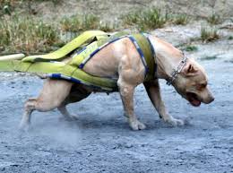 Bella, a pit bull terrier/doberman mix available for. 5 Best Guard Dogs German Shepherd Rottweiler Doberman Pit Bull Ext