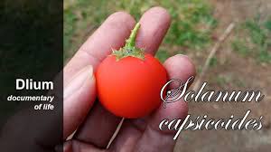 Image result for Solanum capsicoides