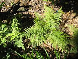 Image result for Microlepia