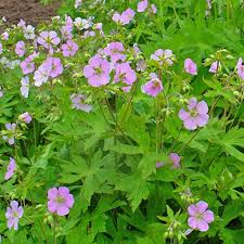 Image result for Geranium vagans