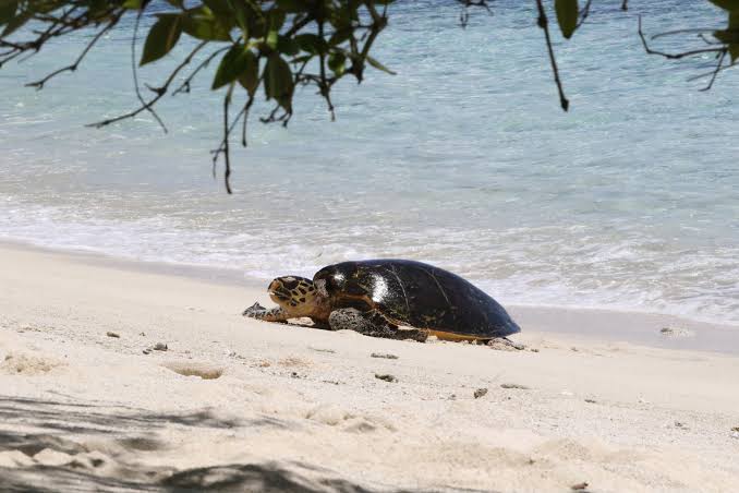 The hawksbill turtle is a protected marine species classified as  “critically endangered”.