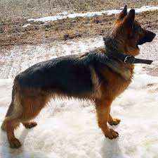 Maybe you would like to learn more about one of these? 31 Dog Names Meaning Protector The Paws