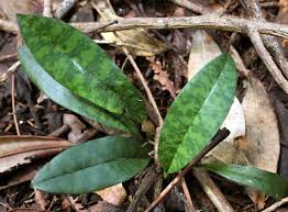 Image result for Oeceoclades maculata