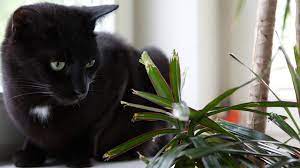 Auch andere gewächse, wie etwa der gummibaum, geranien oder begonien können für deine katze gefährlich werden. Diese Pflanzen Sind Fur Katzen Und Hunde Giftig