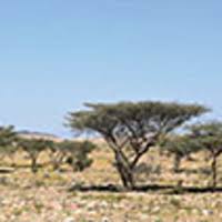 Image result for Leucas neuflizeana