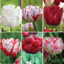 Holland flowers garden roses naturally beautiful container gardening flower arrangements floral design nature plants floral arrangements. 38 Holland Flowers Ideas Holland Flowers Flowers Holland