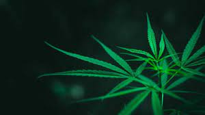 Hur Berattar Man Konet Pa En Cannabisvaxt Weed Smart