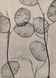 Sold Price Willy Zielke Money Plant Seedpods May 6 0118 1 00 Pm Edt Your money plant stock images are ready. willy zielke money plant seedpods