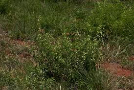 Image result for Lippia oatesii