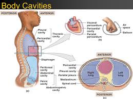 It is lined with a layer of cells and is filled with fluid, to protect the organs from damage as the organism moves around. Aim How Can We Identify And Describe The Human Body Cavities Ppt Video Online Download