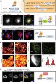 Anisakis, igg антитела к возбудителю анизакидоза (нематодам рода anisakis), igg. The Alfa Tag Is A Highly Versatile Tool For Nanobody Based Bioscience Applications Nature Communications