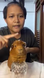 Explore the Adorable World of Guinea Pigs