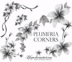Smooth lines, gentle colors and nice shapes transform usual graphic designs and ordinary photographs into excellent pieces of art. Plumeria Corners Flowers Photoshop Brushes Brushlovers Com