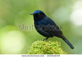 Black Bird With White Tail Feathers Stock Photo Male Of White Tailed Robin Cinclidium Leucurum Beautiful Fan Tail Dark Blue Bird Perching On Mossy Stock Photos Beautiful Stock Photos Beautiful