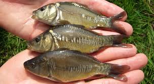Flathead Catfish Hunters Carp Make Great Bait For