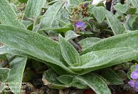 Image result for Cyanotis longifolia