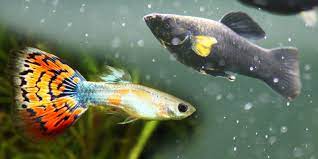 Guppy Fish And Molly Fish Can You Keep Them In Same Aquarium