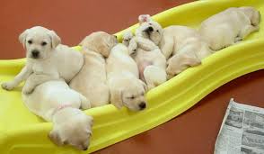 Here's what you need to know about the process of adopting from a shelter from. Cute Baby Puppies Home Facebook
