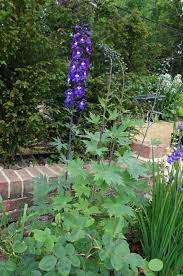Some of these plants grow in mounted clusters while others are often used as groundcovers. Tall Border Plants The Tea Break Gardener