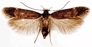 Image result for Bryotropha similis