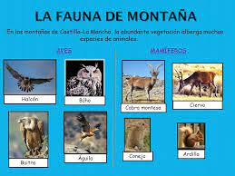 Sí tenemos en cuenta que en españa podrían ser aquellas que están en los 2.000 o 2. El Suelo La Vegetacion Y La Fauna Ppt Descargar