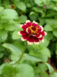 Ada banyak jenis zinnia, tetapi yang paling umum adalah zinnia elegans. Zinia Wikiwand