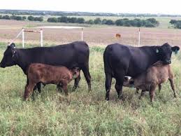 Black Angus Calves For Sale Near Me 30 Black Angus First Calf Heifer Pairs For Sale Texas For More Information Click On The Image Or See Ad 76332 On Www Ran Cattle For Sale Animals Heifer