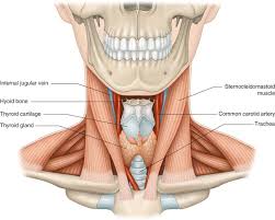 Image result for carotid artery