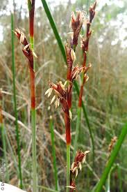 Image result for Maerua juncea