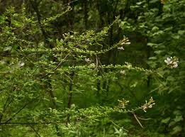 Image result for Cleome oxyphylla