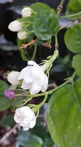 Indian Mogra Excellent Perfumed Flowers Of The Evening Blooming Flowers Fragrant Flowers Jasmine Flower