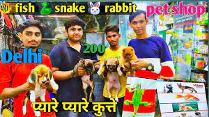 Pet shop for all kinds of quality breed pups and kittens. Delhi Cheapest Dog Pet Shop India Best Pet Shop Delhi Kutta Market Fish Birds By Traditional Vlog Youtube