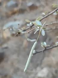 Image result for Cadaba farinosa