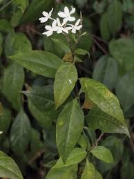 Image result for Pseuderanthemum