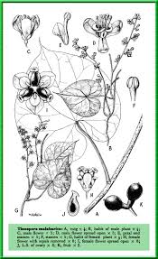 Image result for Tinospora