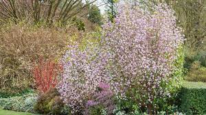 Maybe you would like to learn more about one of these? The Best Daphne For A Scented Winter Garden Weekend The Times