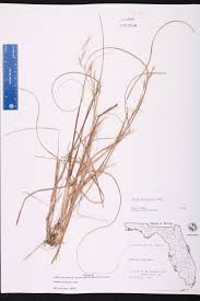 Image result for Aristida diminuta