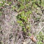 Image result for Kotschya strigosa